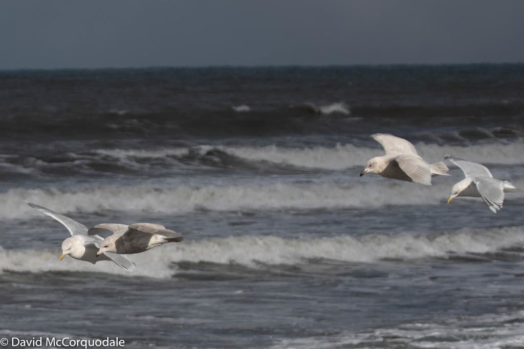 Iceland Gull|冰岛鸥 图鉴照片