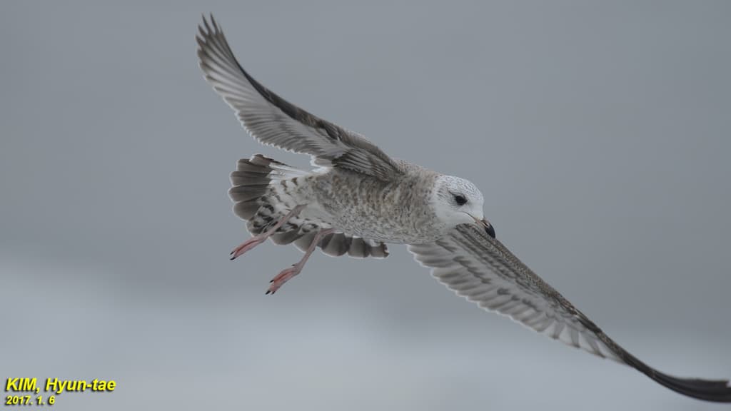 Kamchatka Gull|堪察加鸥 图鉴照片