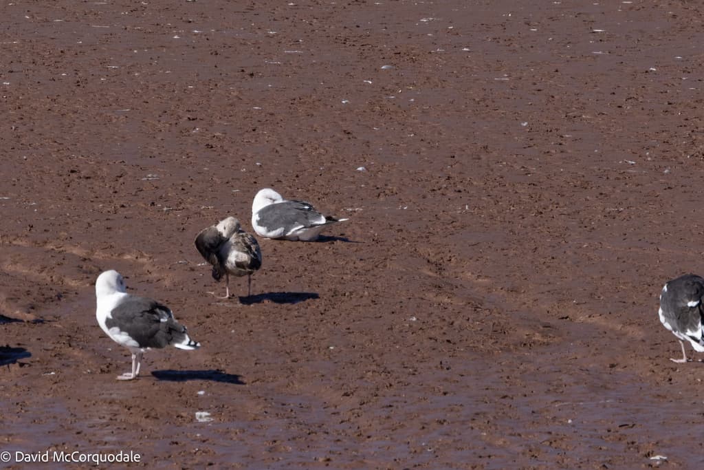 Lesser Black-backed Gull|小黑背鸥 图鉴照片