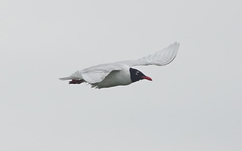 Mediterranean Gull|地中海鸥 图鉴照片