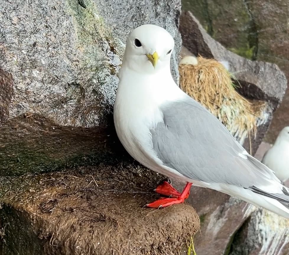Red-legged Kittiwake|红腿三趾鸥 参考照片