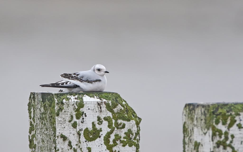 Ross’s Gull|罗斯鸥 图鉴照片