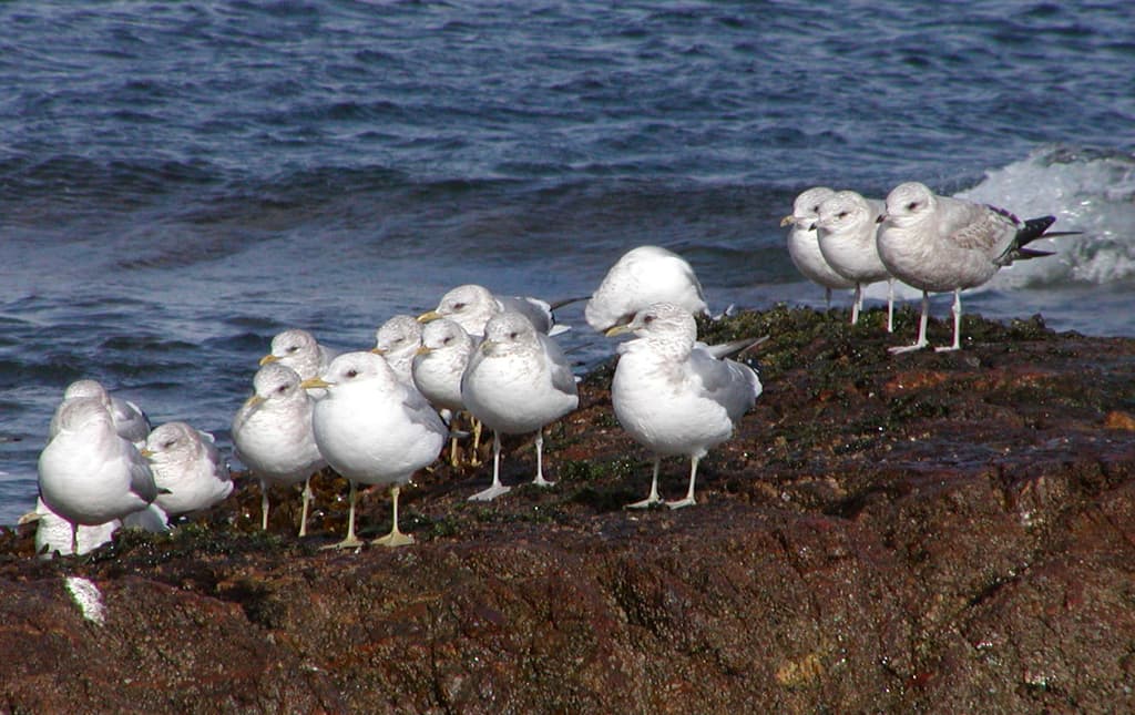 Short-billed Gull|短嘴鸥 图鉴照片
