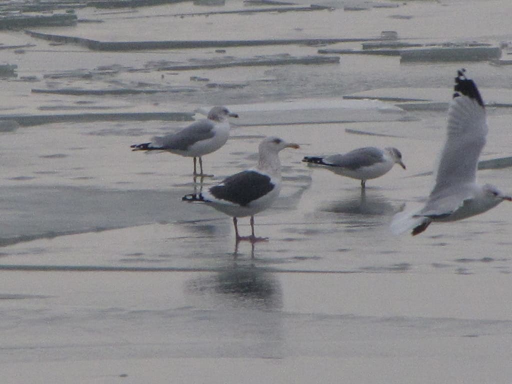 Slaty-backed Gull|灰背鸥 图鉴照片