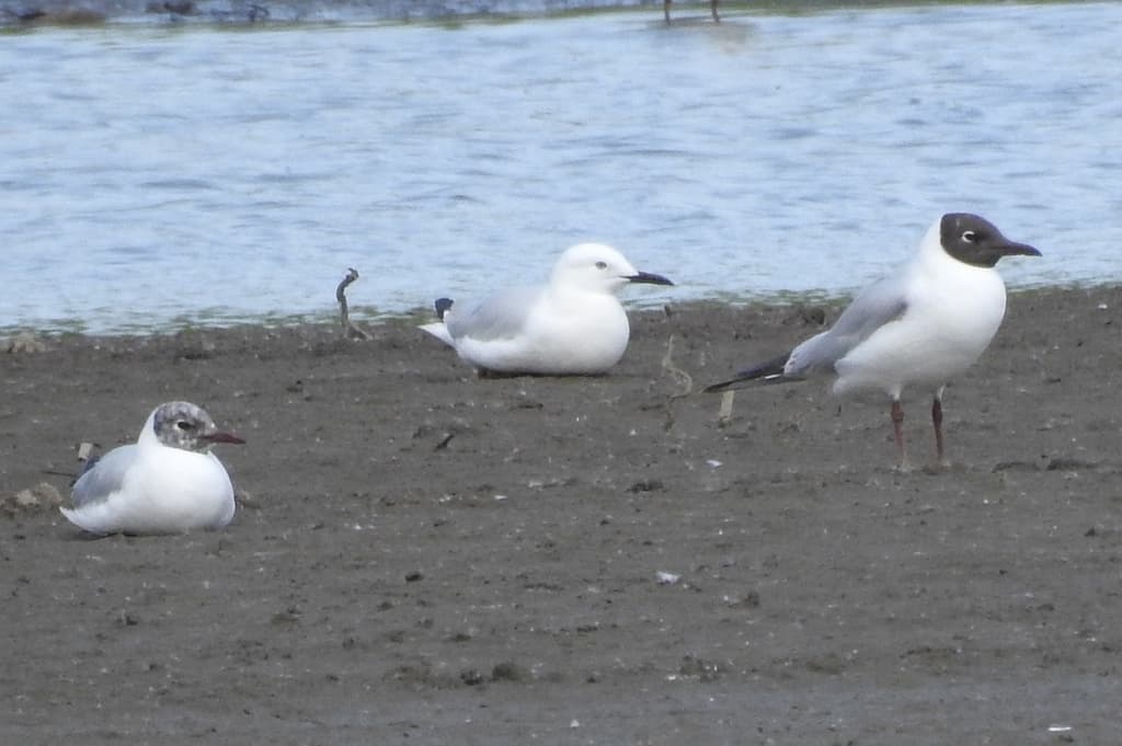 Slender-billed Gull|细嘴鸥 图鉴照片