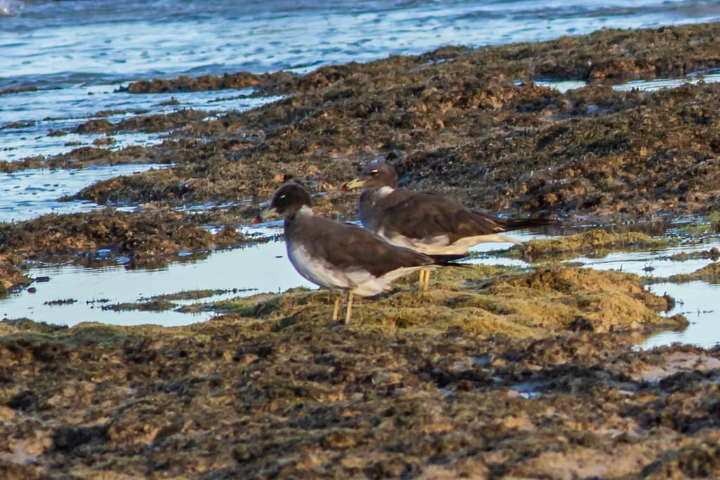Sooty Gull|烟鸥 图鉴照片