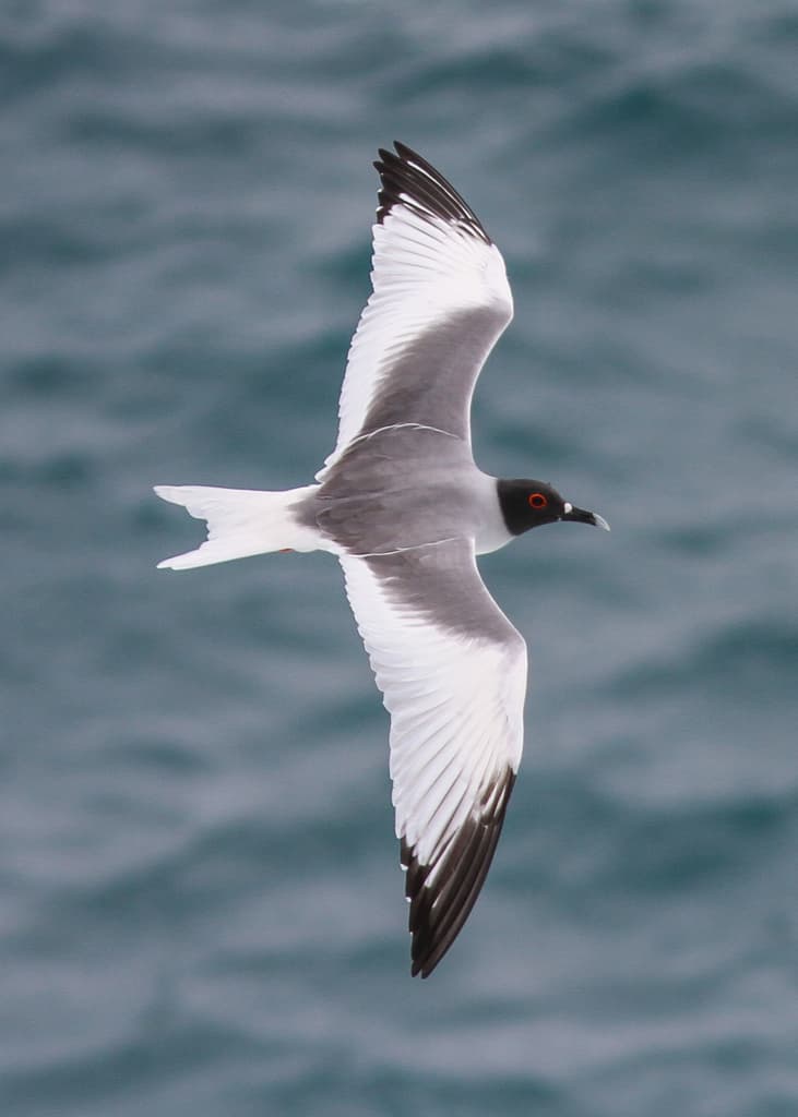 Swallow-tailed Gull|燕尾鸥 参考照片