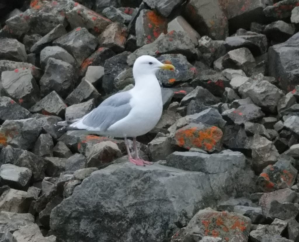 Thayer’s Gull|塞耶氏鸥 图鉴照片