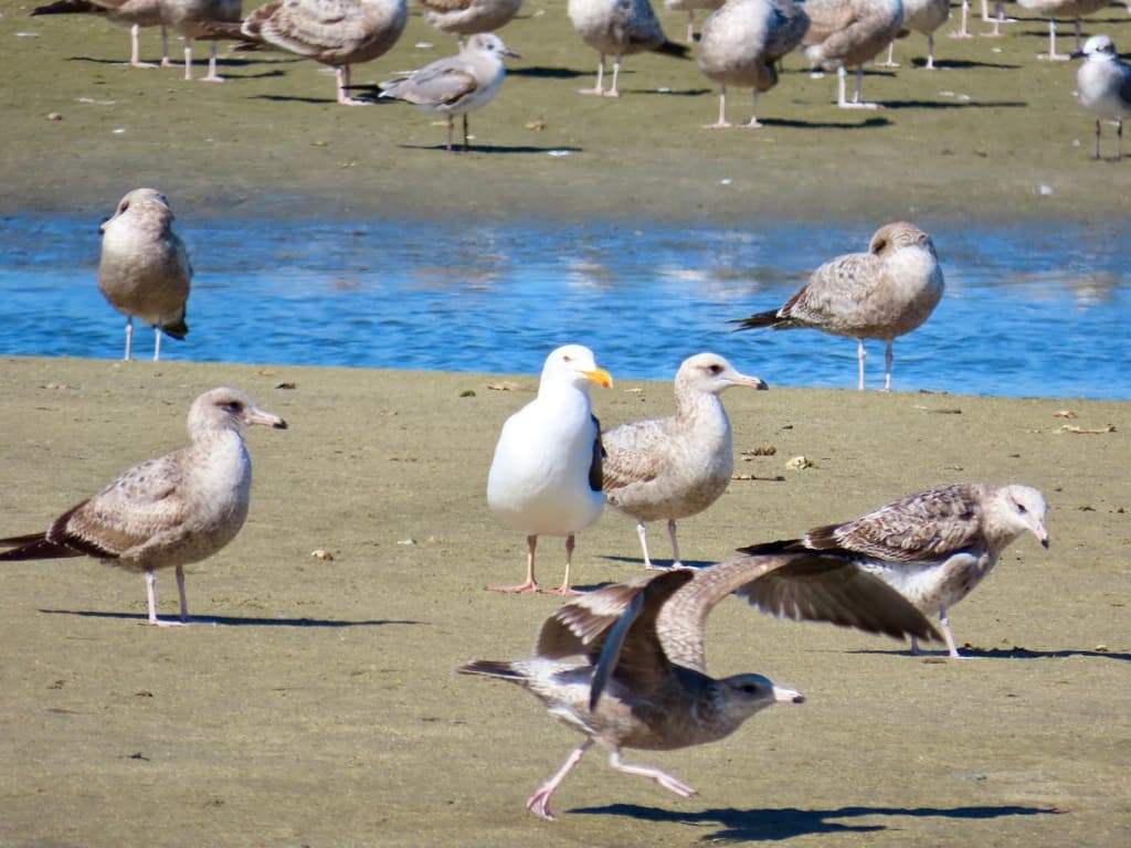 Western Gull|西美鸥 图鉴照片