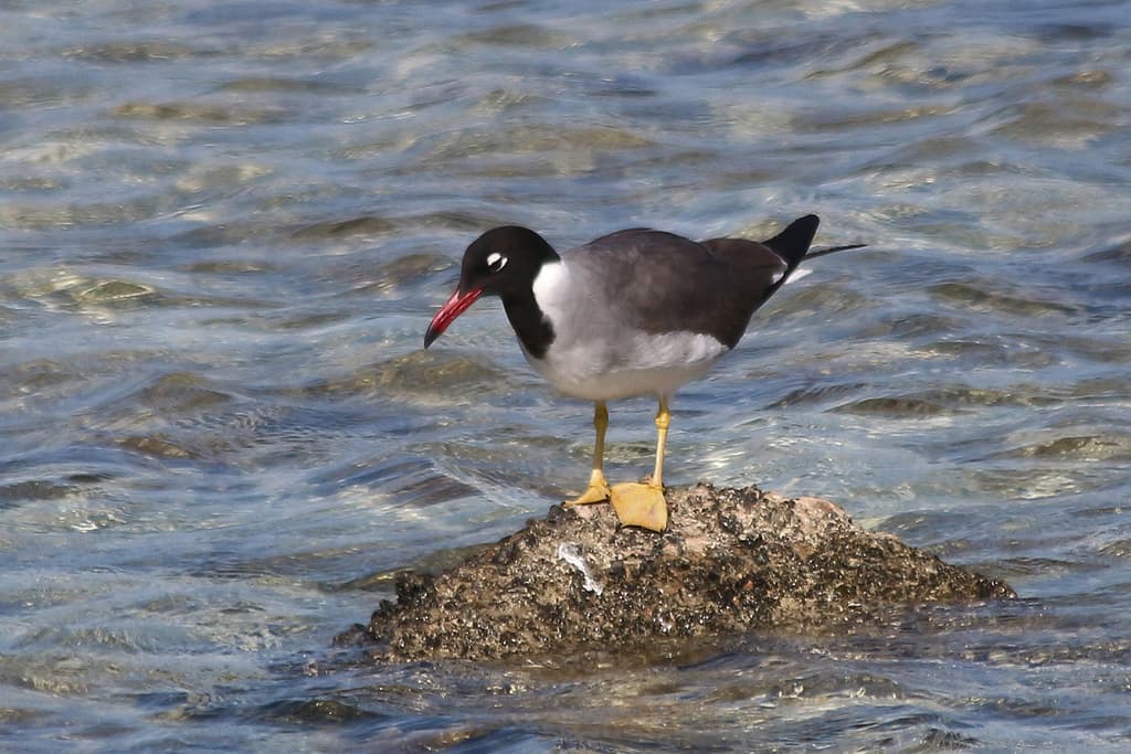 White-eyed Gull|白眼鸥 图鉴照片