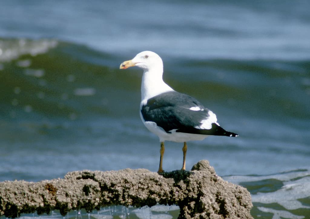 Yellow-footed Gull|黄脚鸥 图鉴照片