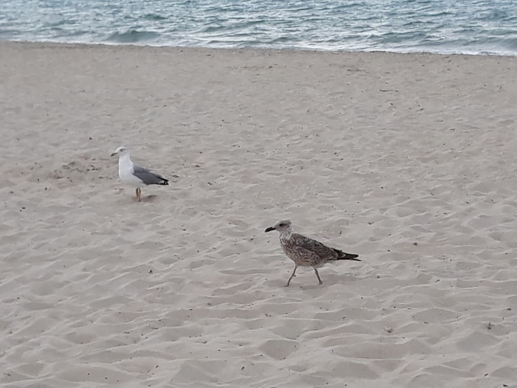 Yellow-legged Gull|黄腿银鸥 图鉴照片